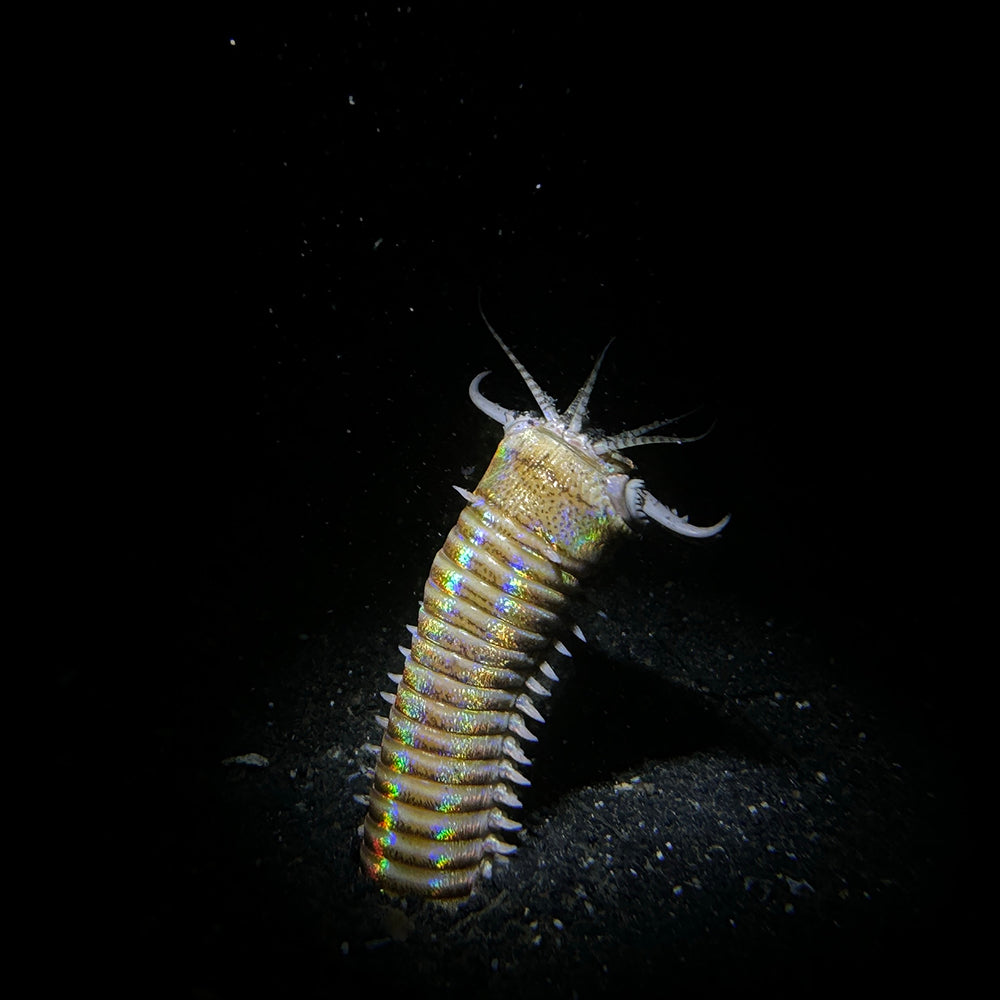 Bearded Fireworm underwater with SL20 snoot beam