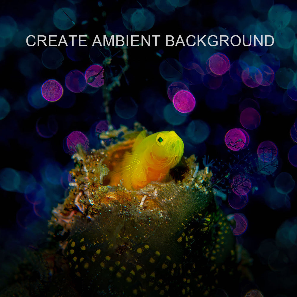 Diving light creates ambient underwater scene with yellow fish.