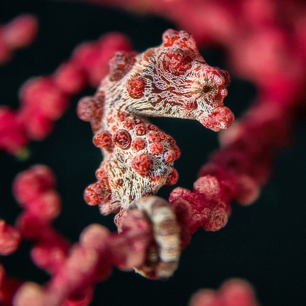 Pygmy seahorse with DiveVolk macro lens