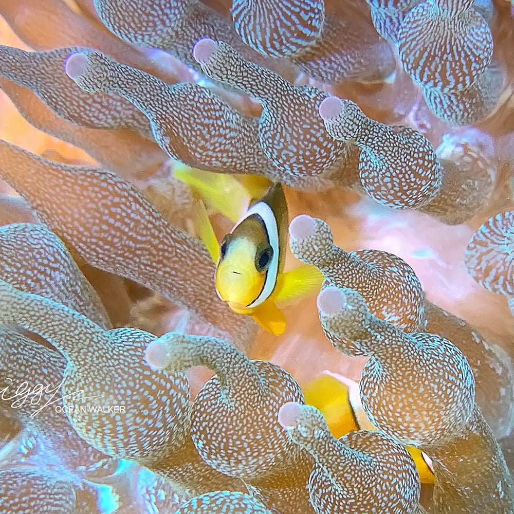 Clownfish in anemone, underwater photo with DiveVolk housing.