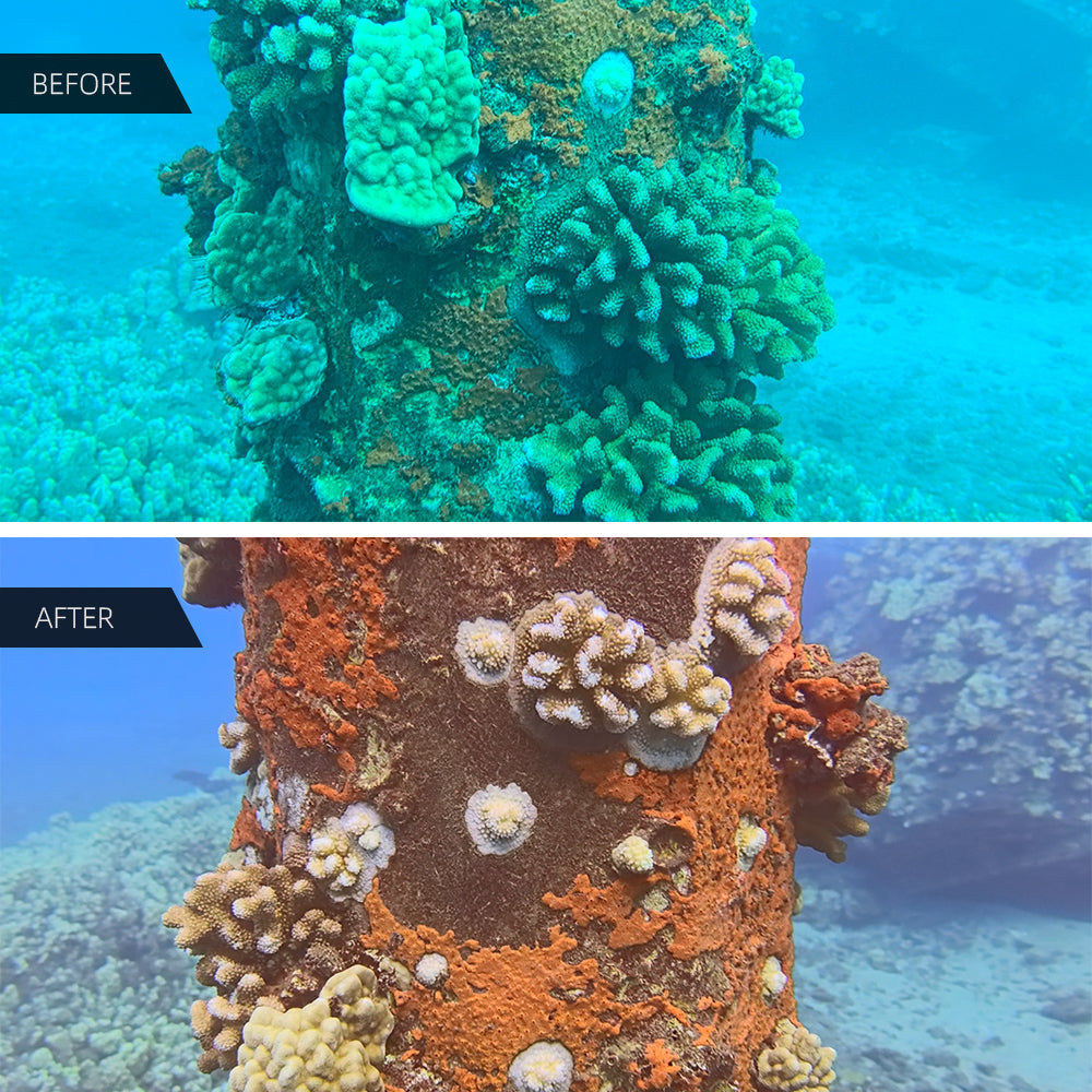 SeaTouch 4 MAX: Before & After Coral Restoration