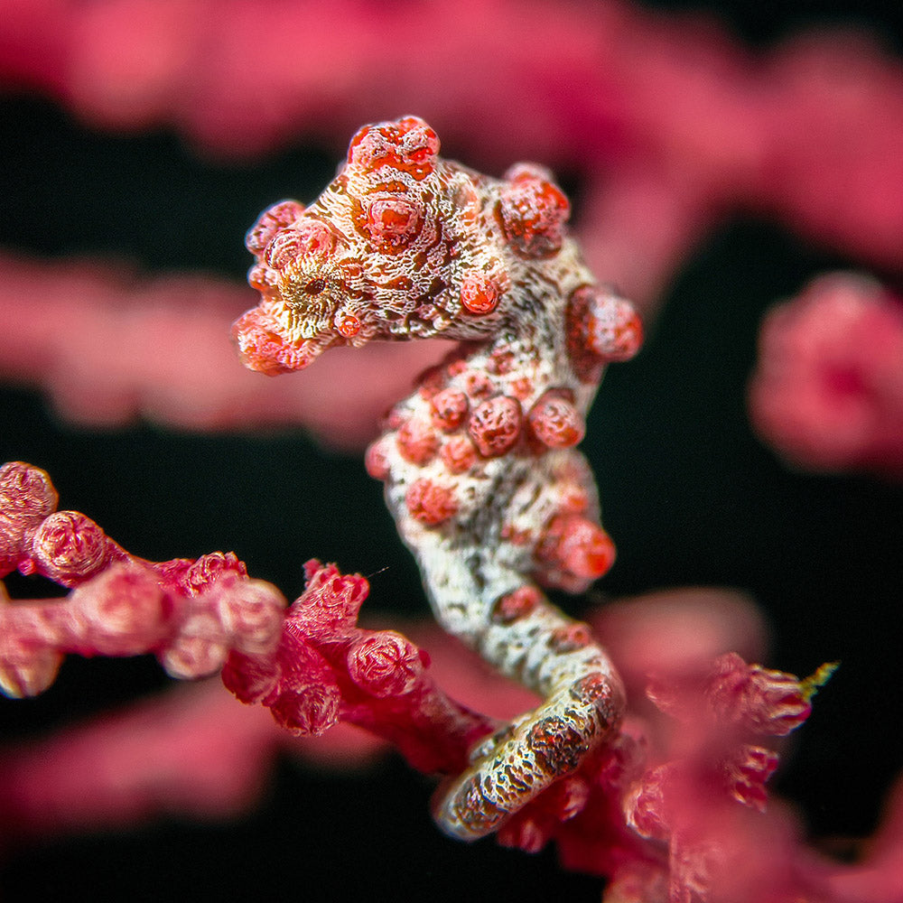 Pygmy seahorse on coral, macro photography with SeaTouch 4 Max