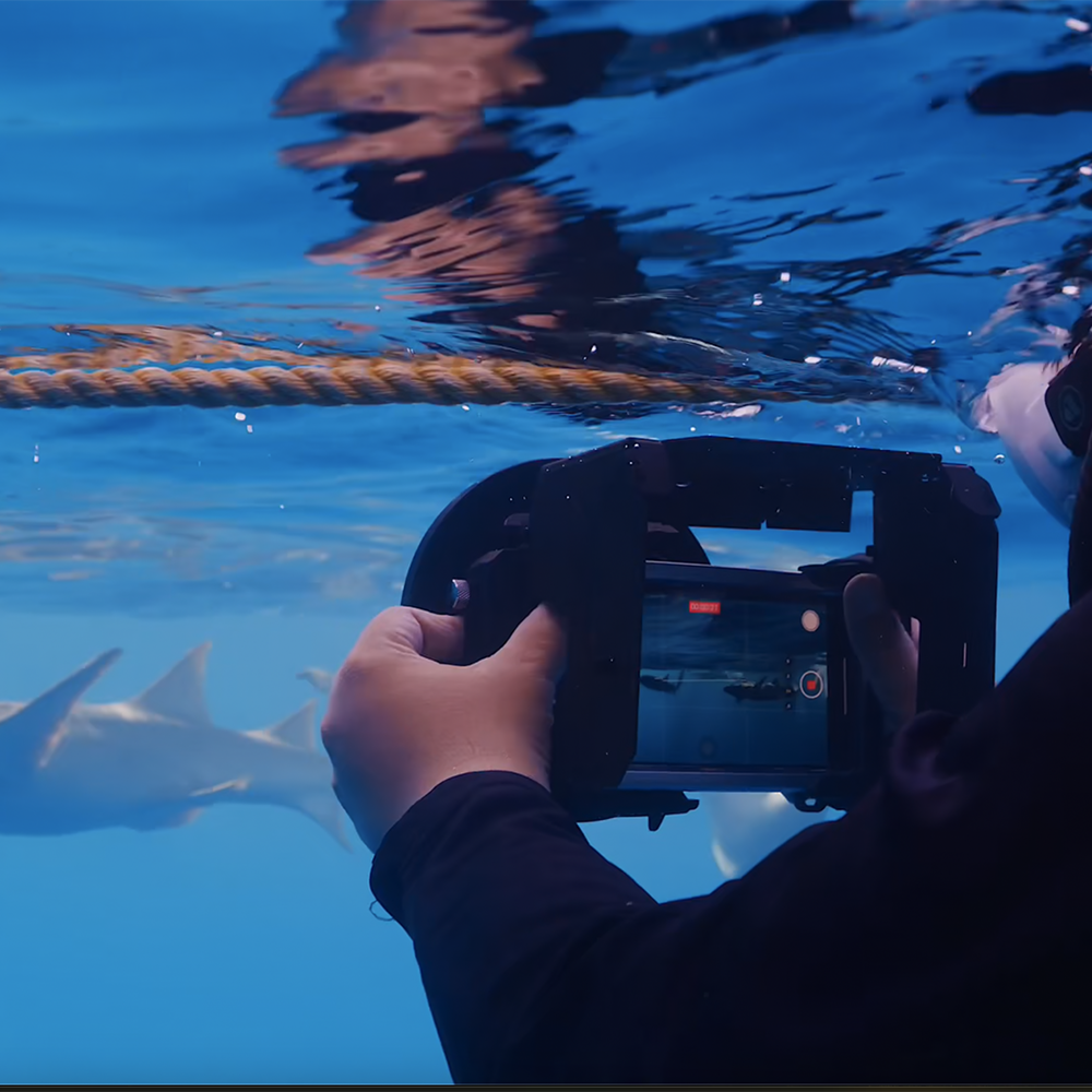 Diver using SeaTouch 4 Max to film sharks underwater.