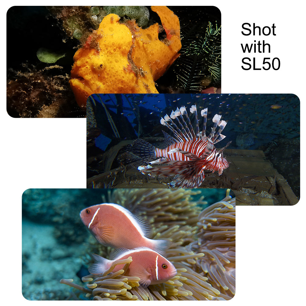 Underwater shots of fish using DiveVolk SL50 video light